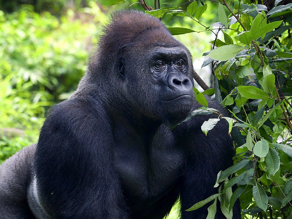 Rwanda Tour Package: Nature, Culture, Comfort