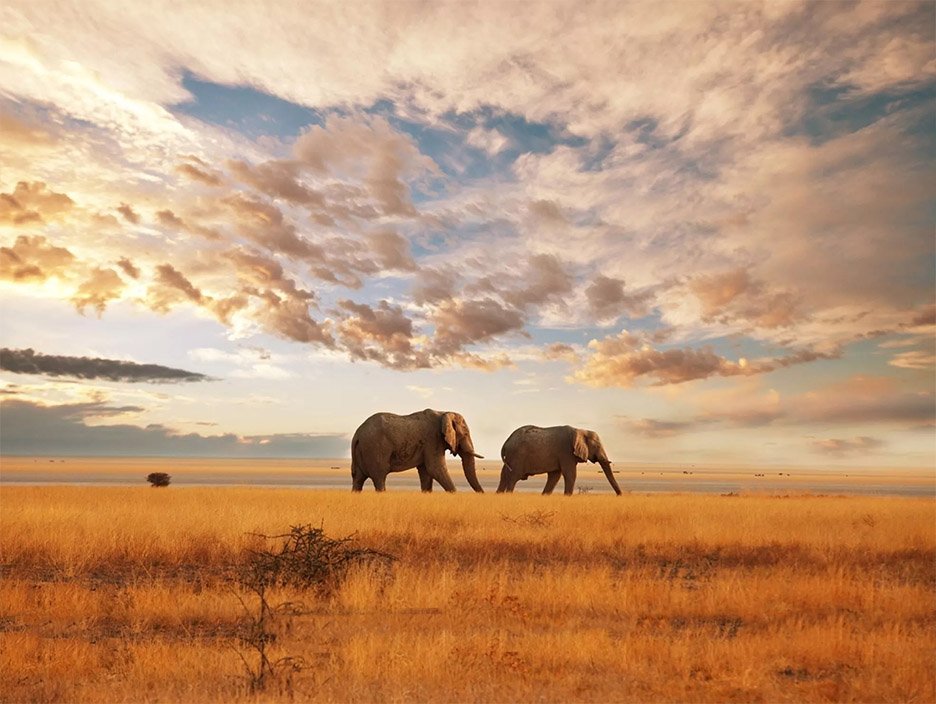 Kenya Tour Package: Luxury Safaris & Iconic Wildlife 