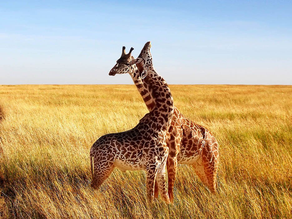 Zanzibar Tour Package – Sun, Sand & Serenity 