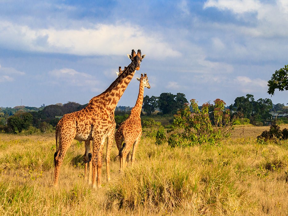 South Africa Tour Packages: Luxury in the Wild