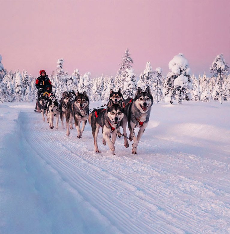 Husky Sledding 