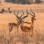 Top Places to Visit in Rwanda – Nature, Wildlife & Cultural Wonders