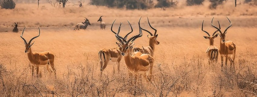 Top Places to Visit in Rwanda – Nature, Wildlife & Cultural Wonders