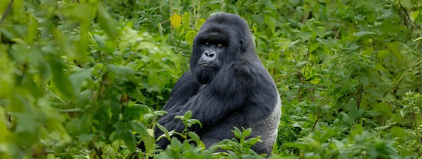 Silverback-Gorilla-in-its-natural-habitat