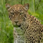 Top Places to Visit in Rwanda – Nature, Wildlife & Cultural Wonders