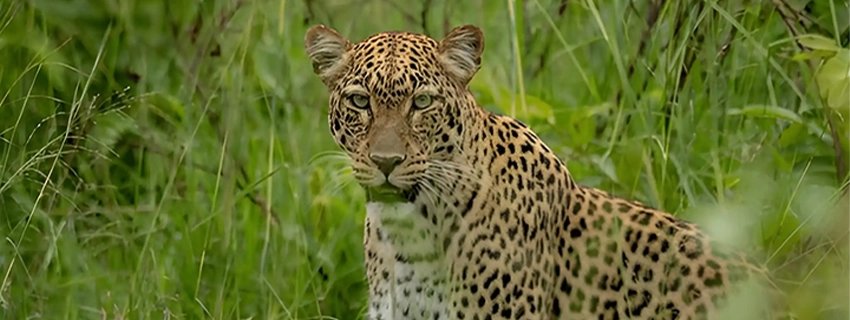 Animals-of-Akagera-National-Park-Rwanda