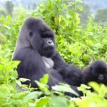 Ultimate Rwanda Gorilla Trekking Guide