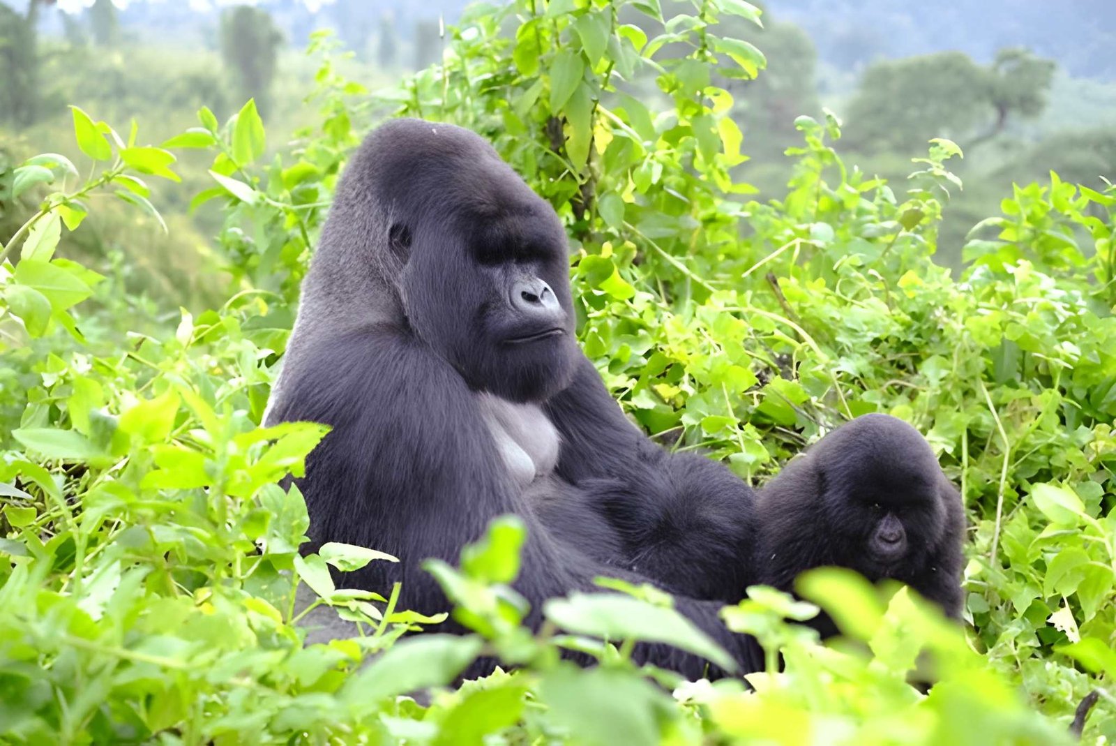 Ultimate Rwanda Gorilla Trekking Guide