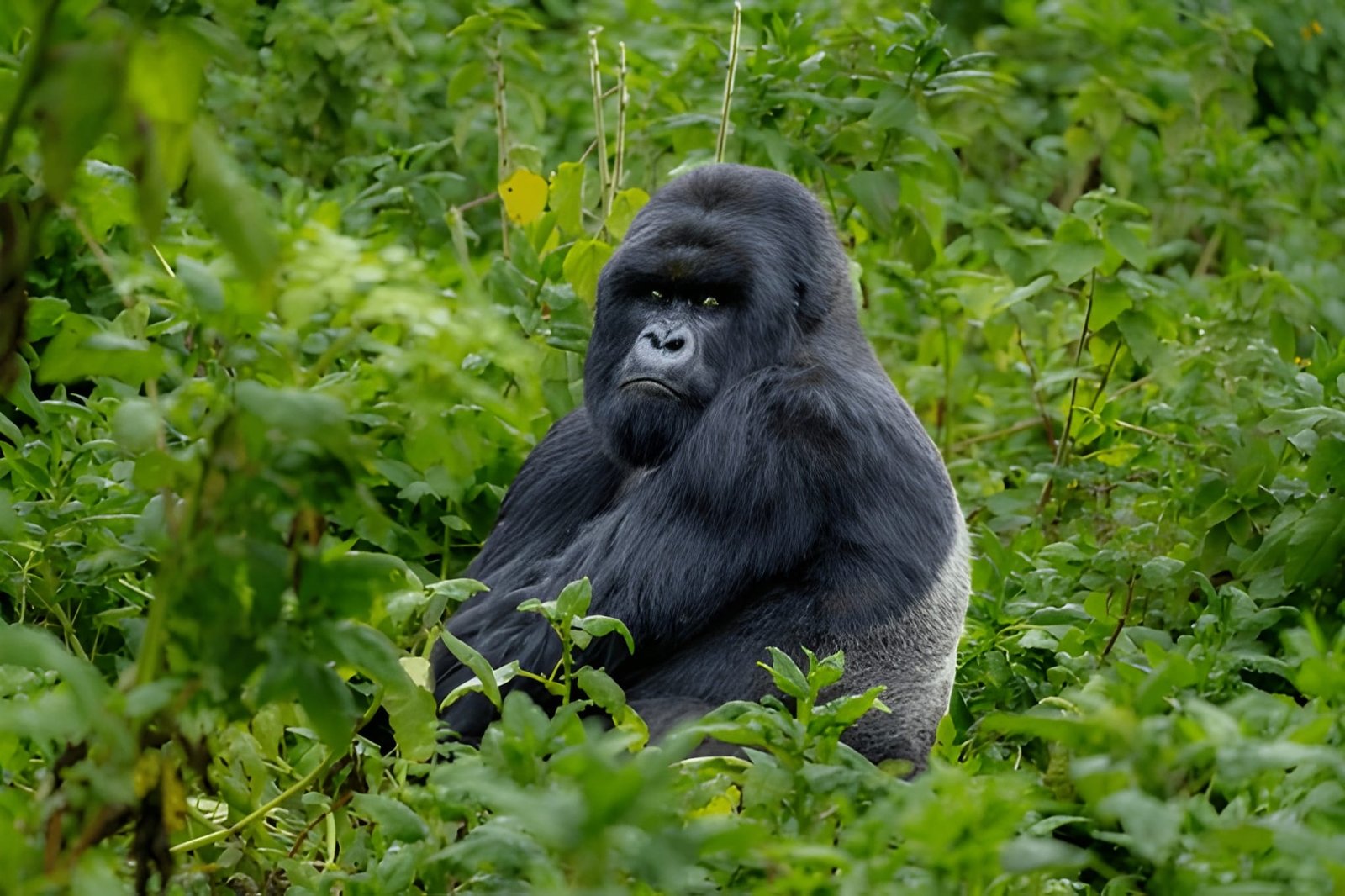 Rwanda Gorilla Trekking