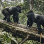 Top Things to Do in Rwanda: Adventures, Culture & Hidden Gems