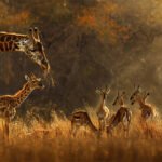 Best Time to Visit Rwanda: Weather, Seasons & Travel Tips