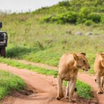 Kenya Safari Tour: Top Parks, Big Five Sightings & Itinerary Tips