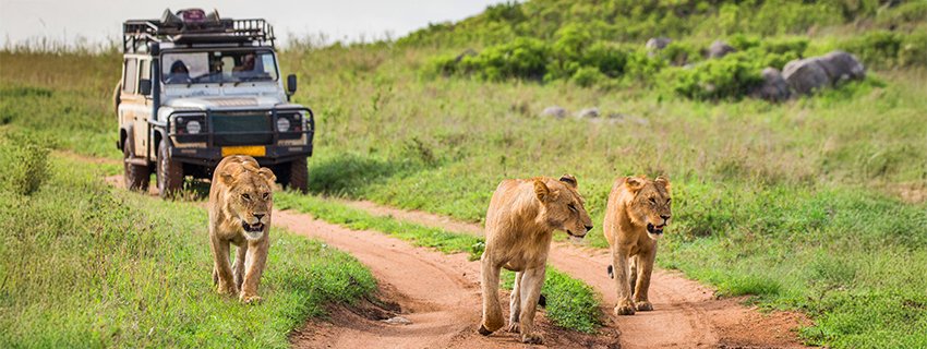 Kenya Safari Tour: Top Parks, Big Five Sightings & Itinerary Tips