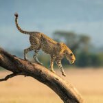 Best Time to Visit Tanzania: Weather, Seasons & Travel Tips