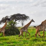 Places to Visit in Kenya: National Parks, Mountains & Culture
