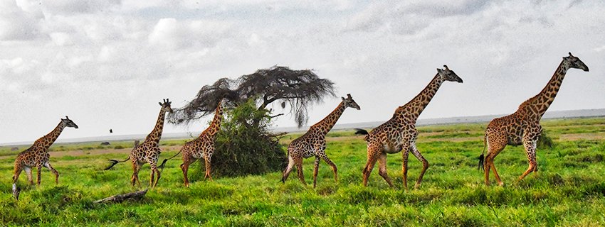 Places to Visit in Kenya: National Parks, Mountains & Culture