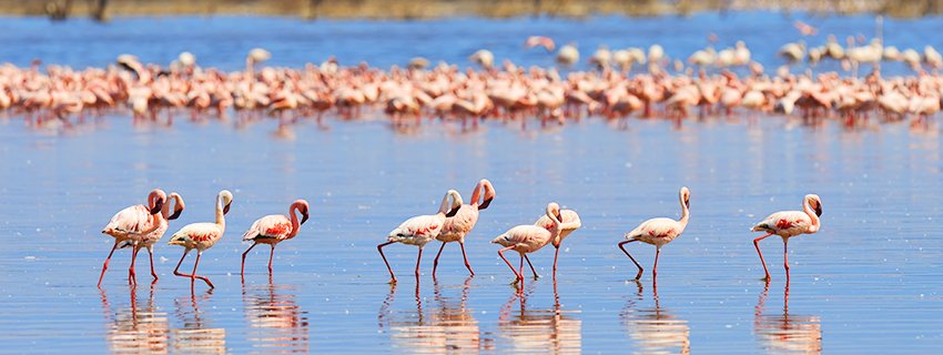 Flock-of-flamingos-wading 