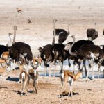 Namibia Travel Guide: Safaris, Deserts & Top Experiences