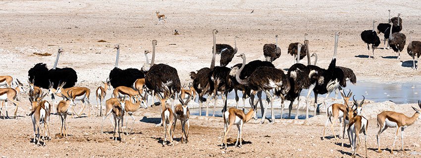 Namibia Travel Guide: Safaris, Deserts & Top Experiences