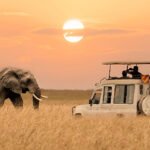 How to Plan a Customized South Africa Trip | Complete Guide