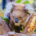 Best Places to Visit in Australia on a Customized Tour