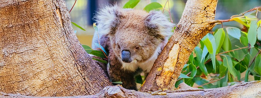 Best Places to Visit in Australia on a Customized Tour