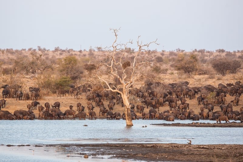  Land of the elephants