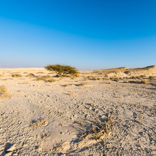 Kalahari & Salt Pans