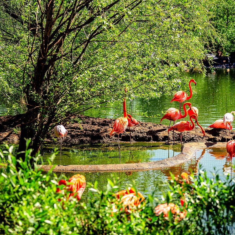 Iguaçu Bird Park 
