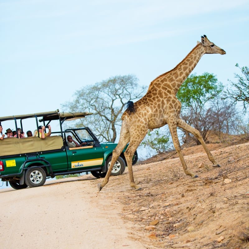 Chobe River Safaris