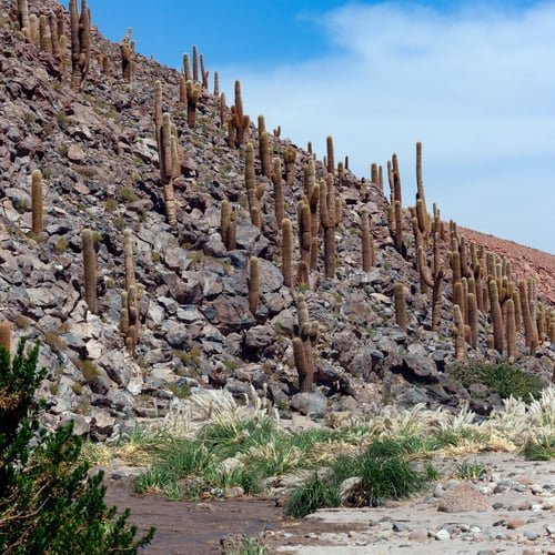 Cusco & Alpacas
