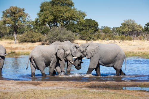 Botswana Tour Package: Untamed Wilderness & Iconic Safaris