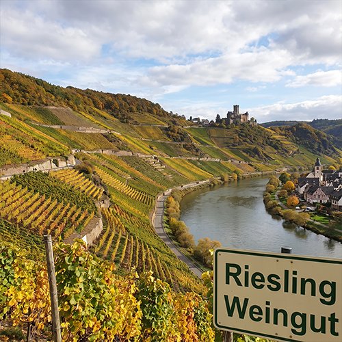 Riesling Wine Region