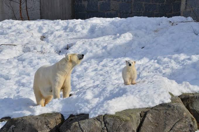 Ranua Wildlife Park 