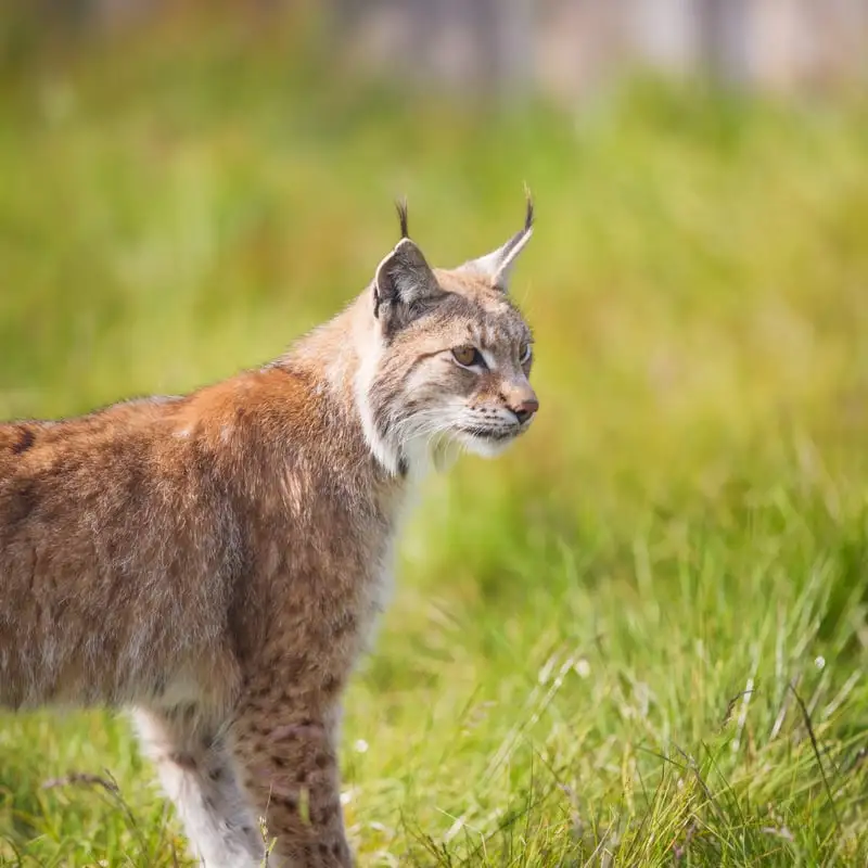 Patagonian Wildlife