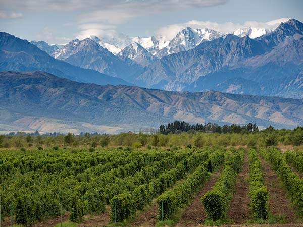 Mendoza Wine Country