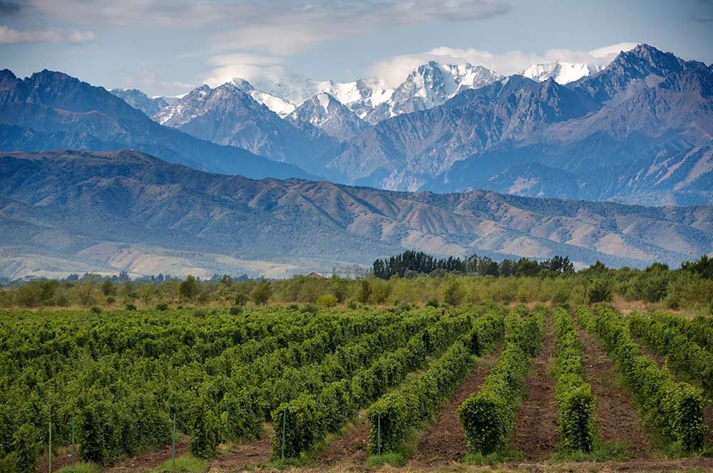Malbec and the Andes