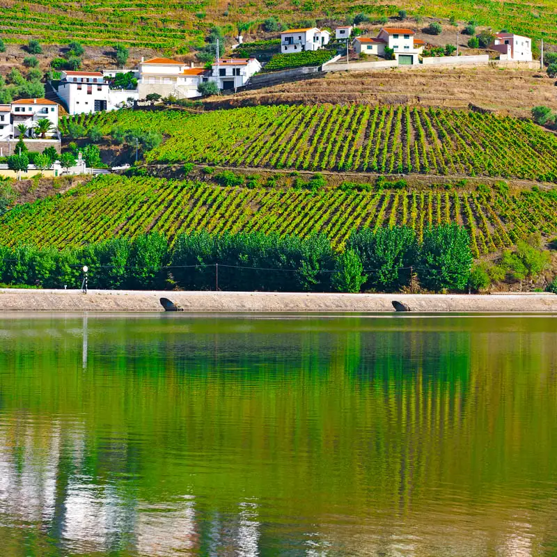 Central Valley Wine 