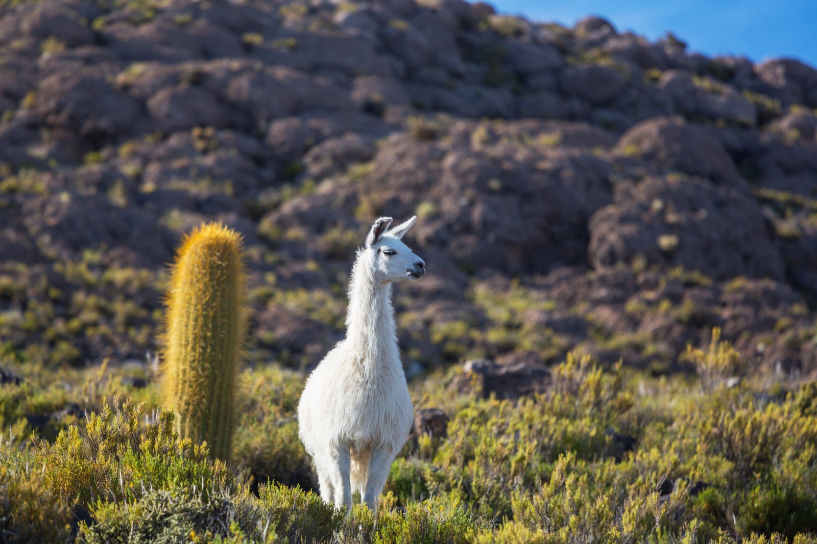 Peru & Iguazu Overland: Inca Wonders & Thundering Falls